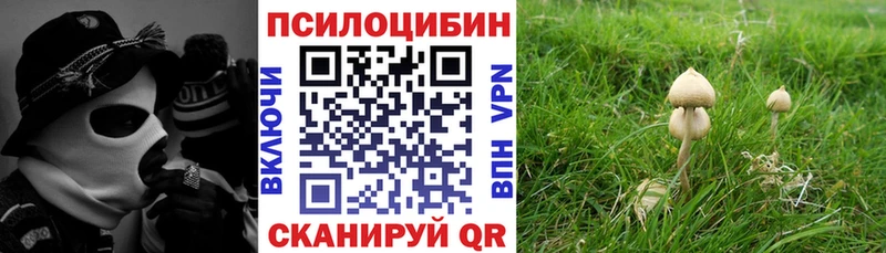 дарнет шоп  Корсаков  Галлюциногенные грибы Cubensis 